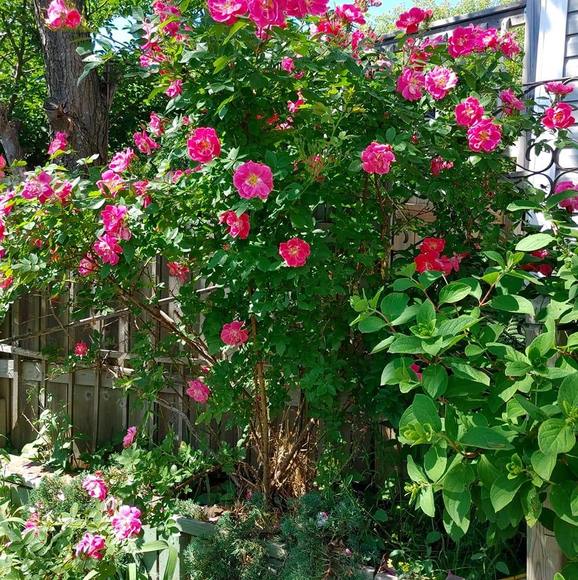 Meet your Posher, Doug - Picture 1 of 1